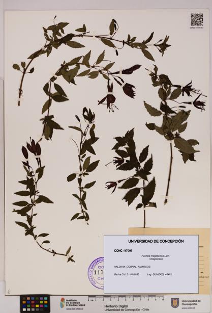 Fuchsia magellanica [Espécimen: UDEC:CONC:0117097]