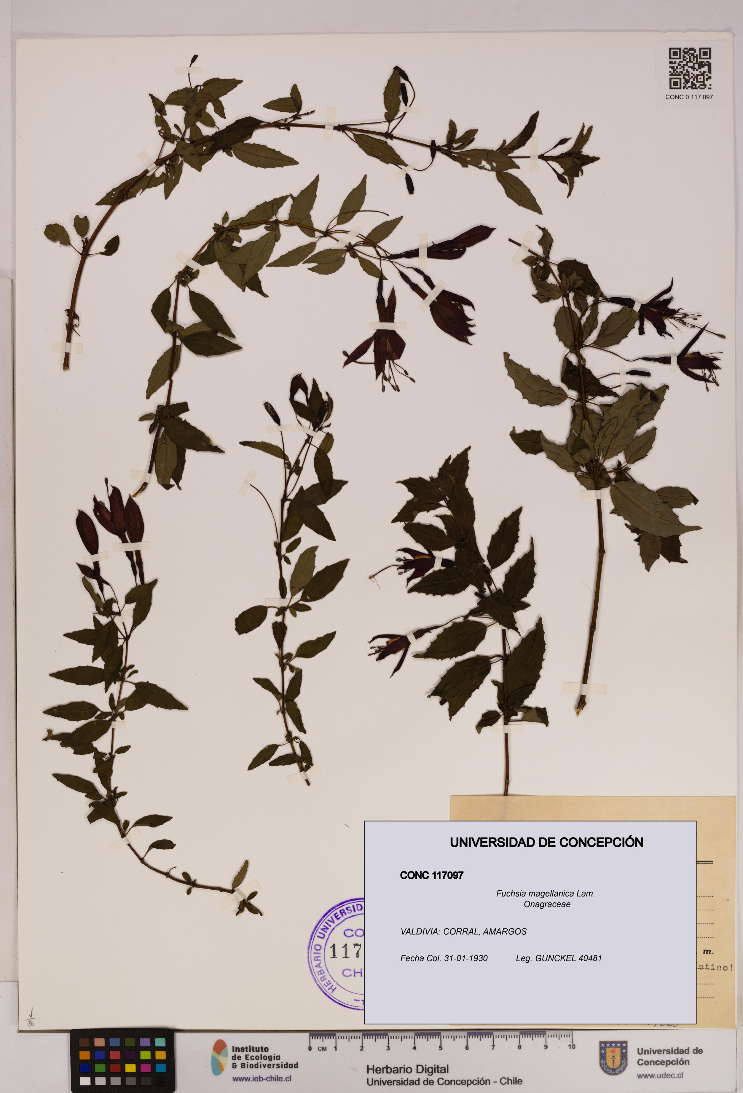 Fuchsia magellanica [Espécimen: UDEC:CONC:0117097]
