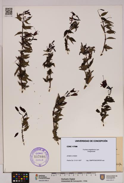 Fuchsia magellanica [Espécimen: UDEC:CONC:0117098]