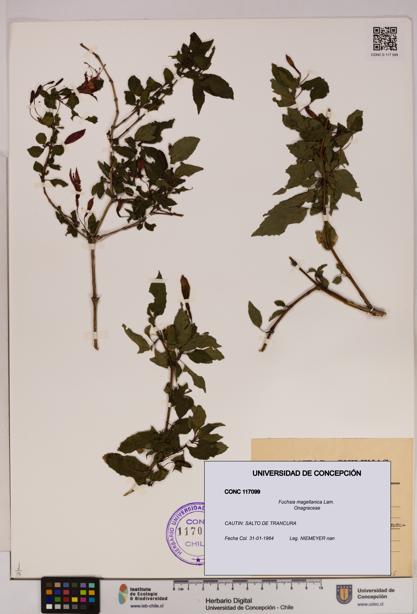 Fuchsia magellanica [Espécimen: UDEC:CONC:0117099]