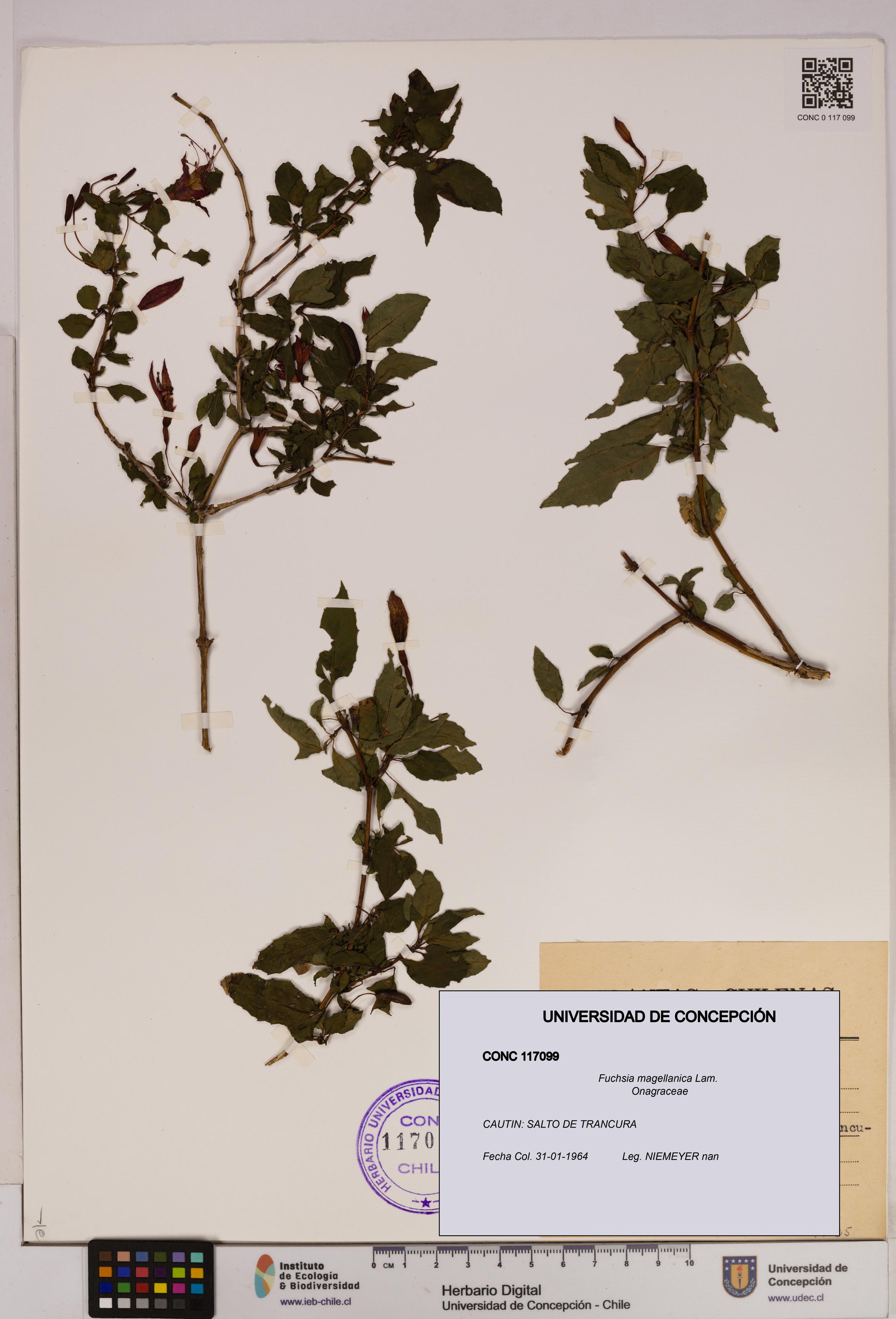 Fuchsia magellanica [Espécimen: UDEC:CONC:0117099]