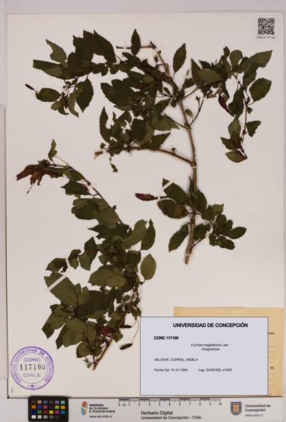 Fuchsia magellanica [Espécimen: UDEC:CONC:0117100]