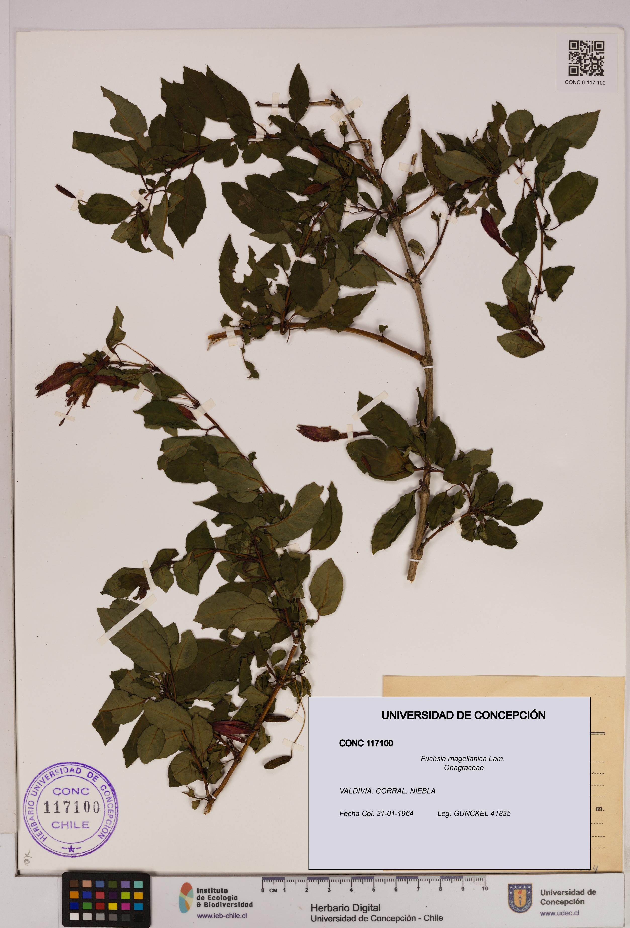 Fuchsia magellanica [Espécimen: UDEC:CONC:0117100]
