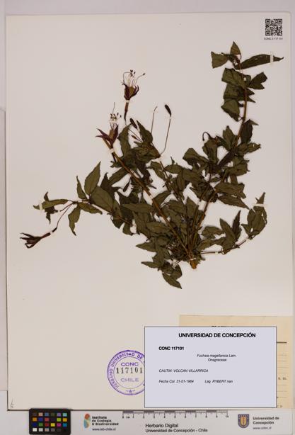 Fuchsia magellanica [Espécimen: UDEC:CONC:0117101]