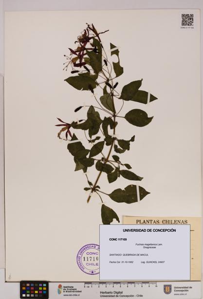 Fuchsia magellanica [Espécimen: UDEC:CONC:0117103]