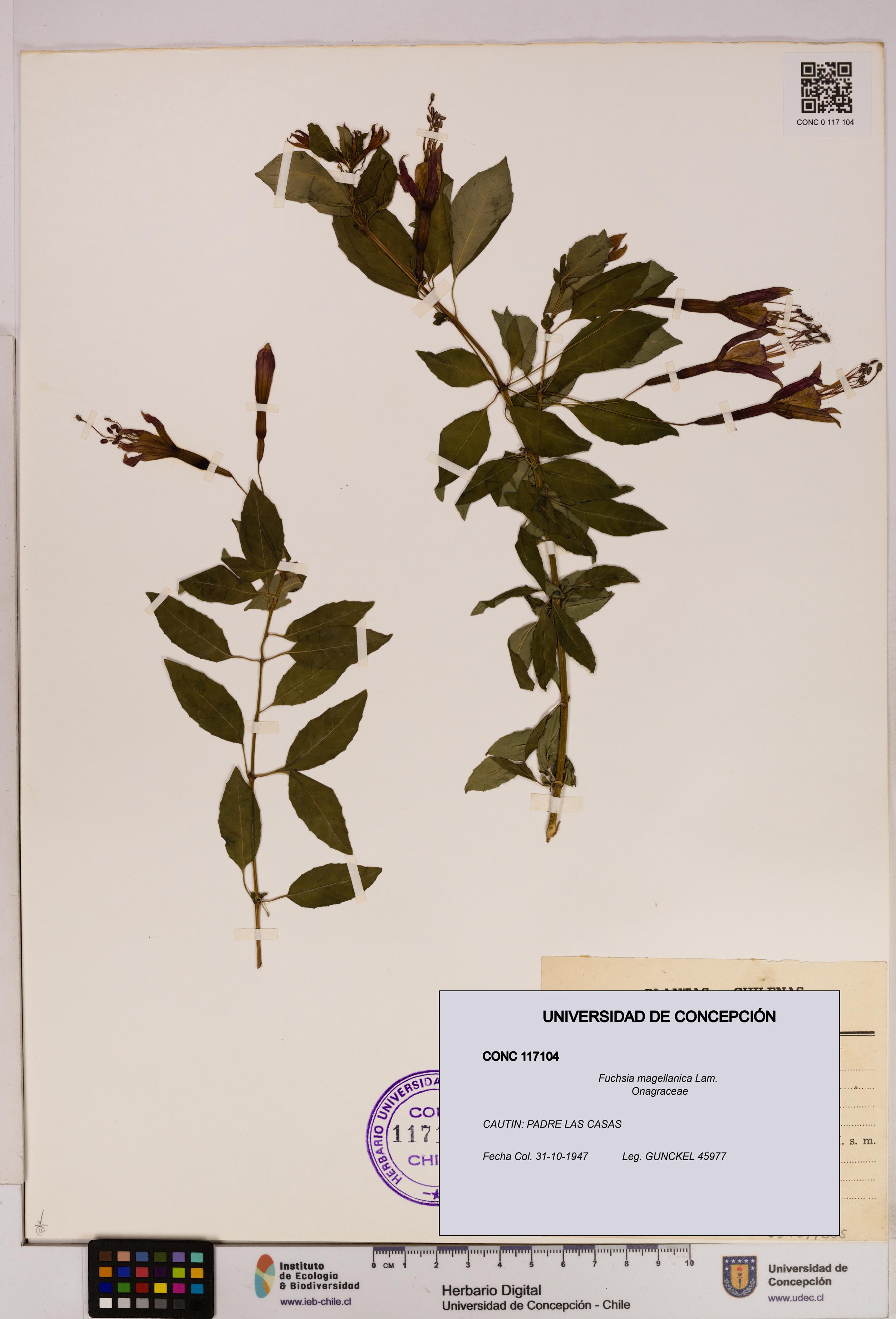 Fuchsia magellanica [Espécimen: UDEC:CONC:0117104]