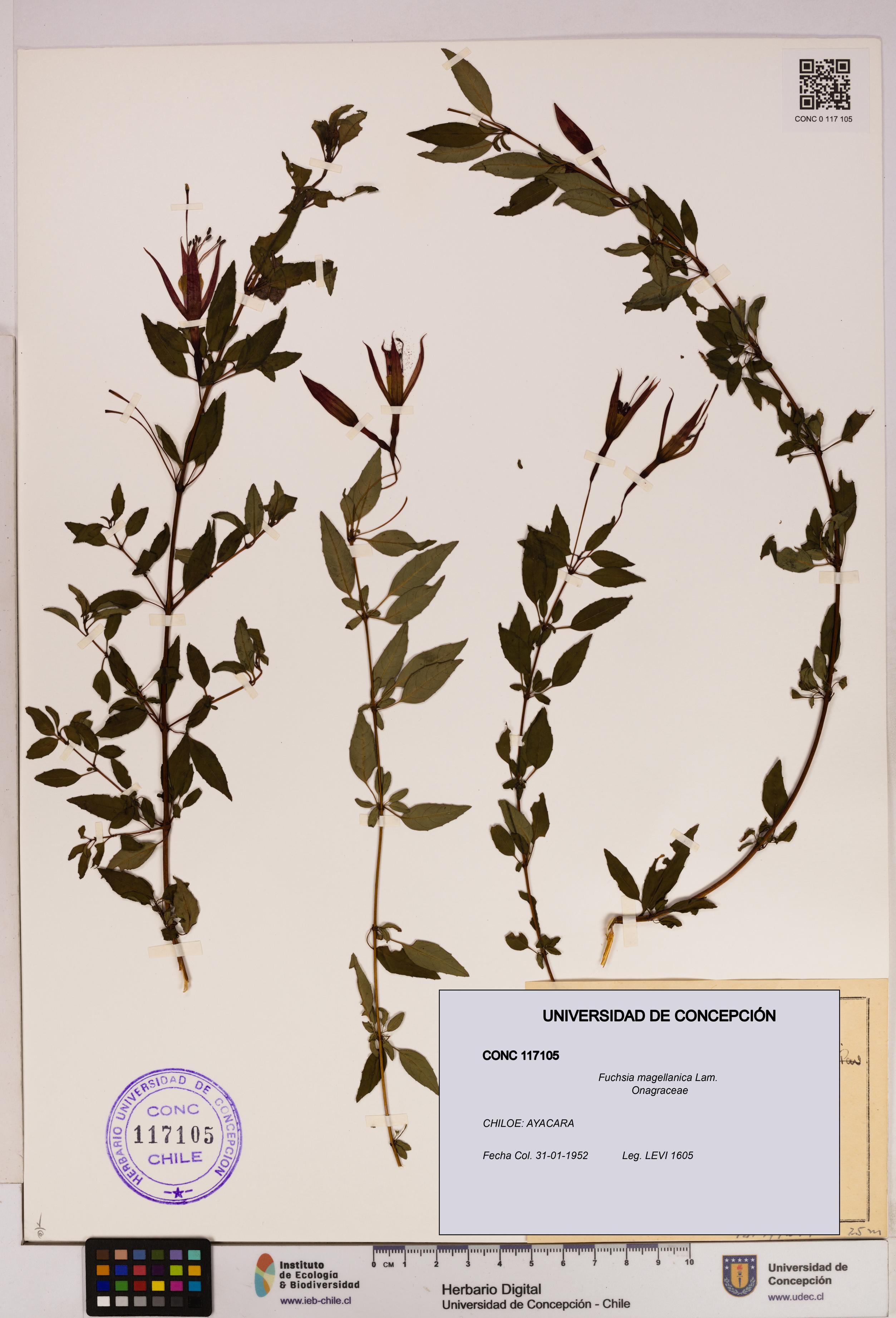 Fuchsia magellanica [Espécimen: UDEC:CONC:0117105]