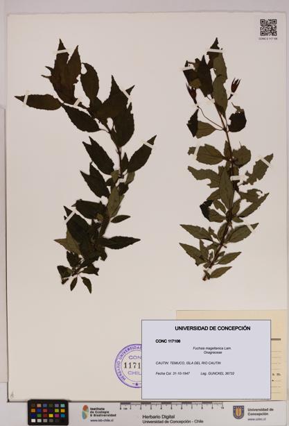 Fuchsia magellanica [Espécimen: UDEC:CONC:0117106]