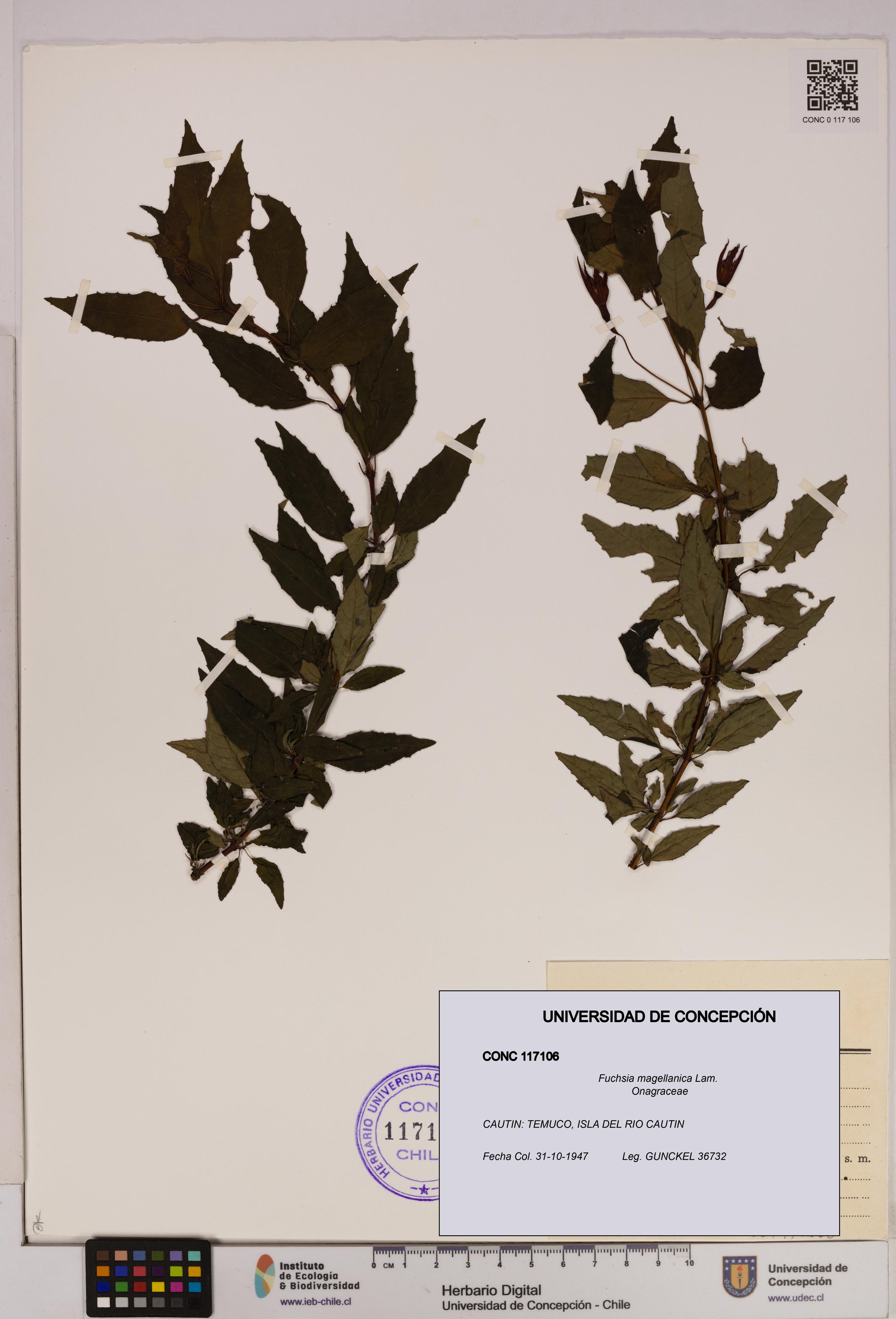Fuchsia magellanica [Espécimen: UDEC:CONC:0117106]