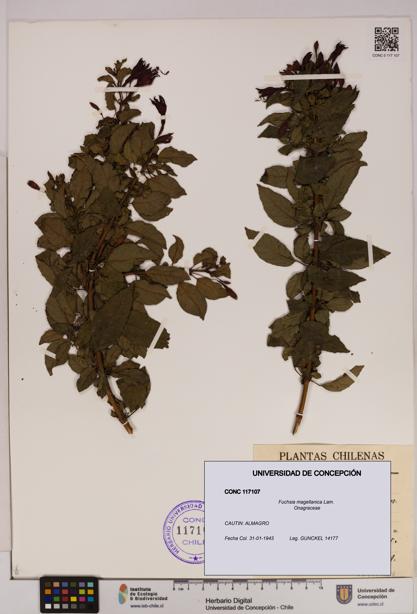 Fuchsia magellanica [Espécimen: UDEC:CONC:0117107]
