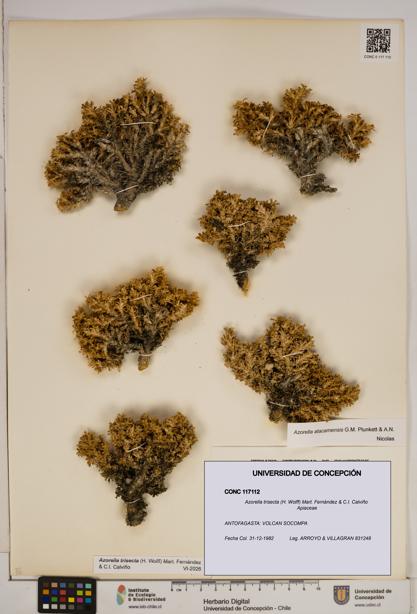 Azorella trisecta [Espécimen: ]