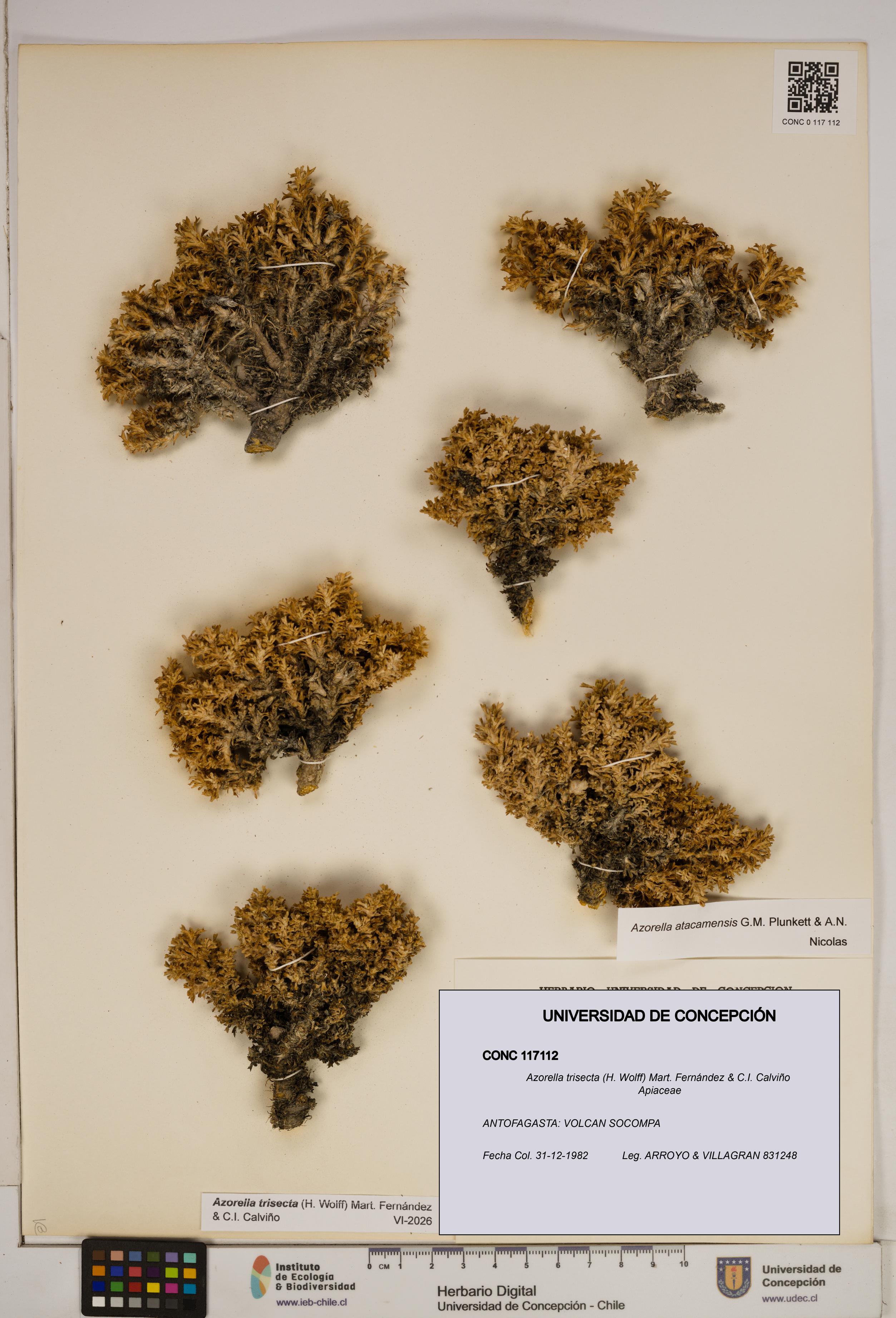 Azorella trisecta [Espécimen: ]