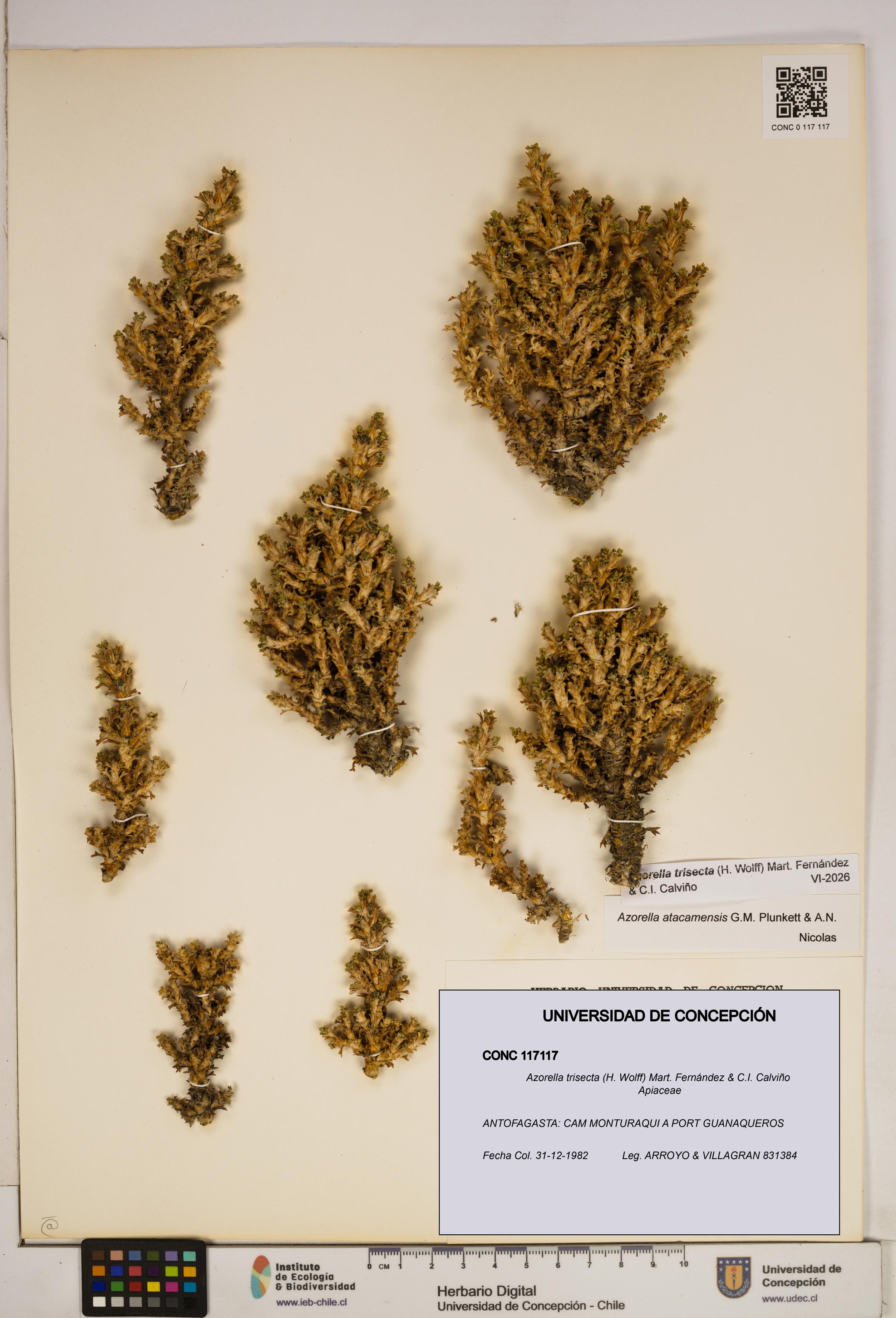 Azorella trisecta [Espécimen: ]