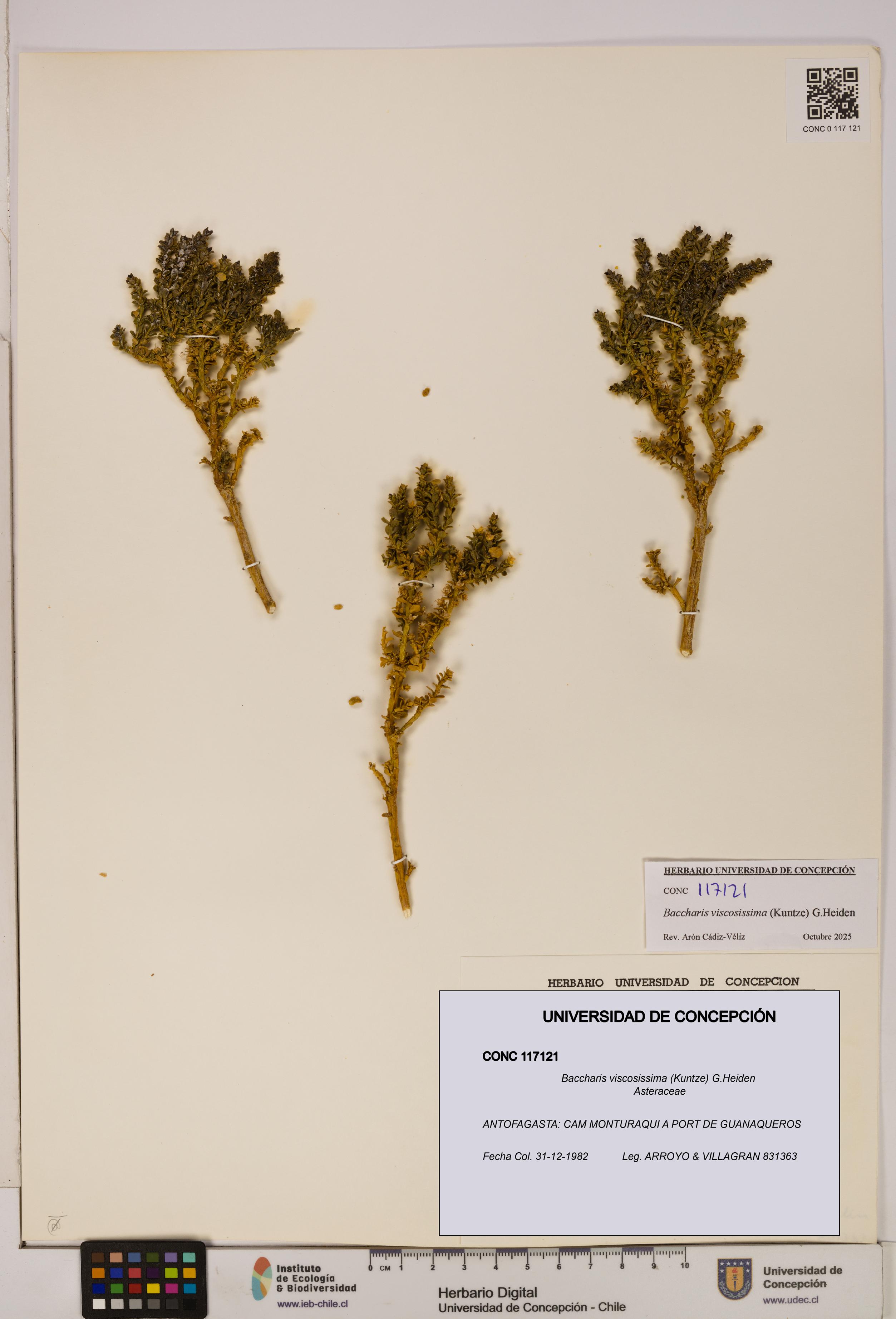 Baccharis tola [Espécimen: UDEC:CONC:0117121]
