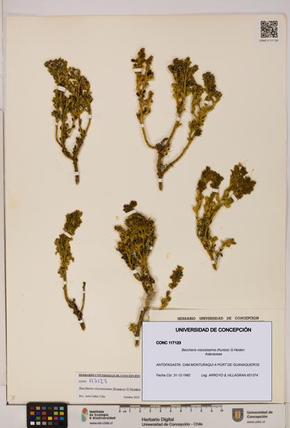 Baccharis tola [Espécimen: UDEC:CONC:0117123]