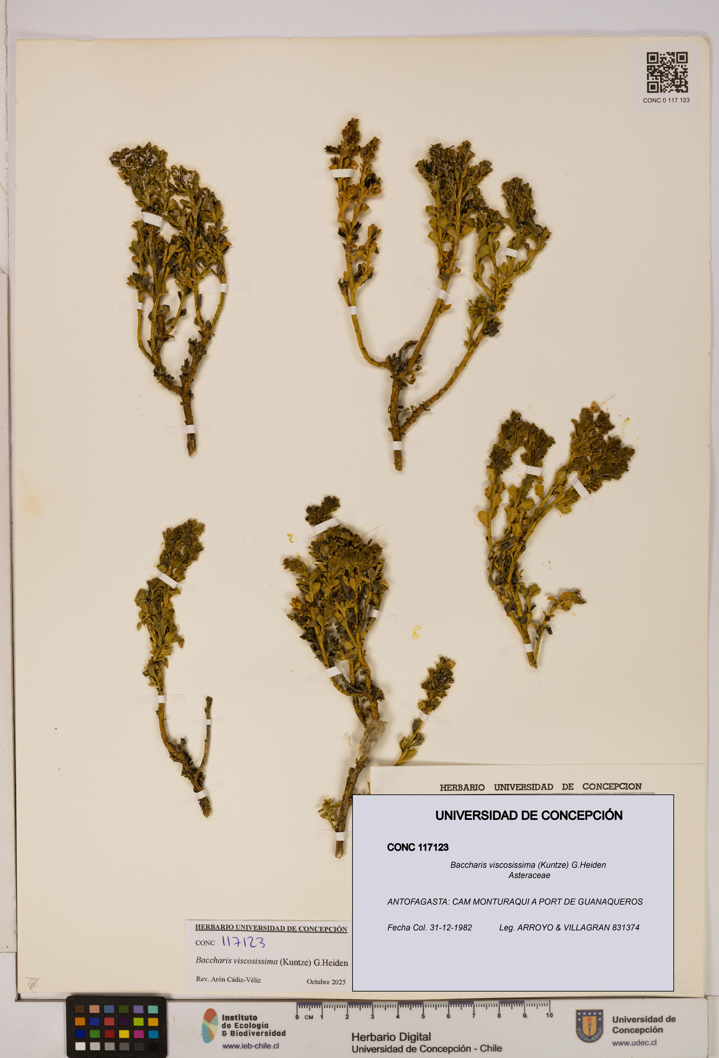 Baccharis tola [Espécimen: UDEC:CONC:0117123]
