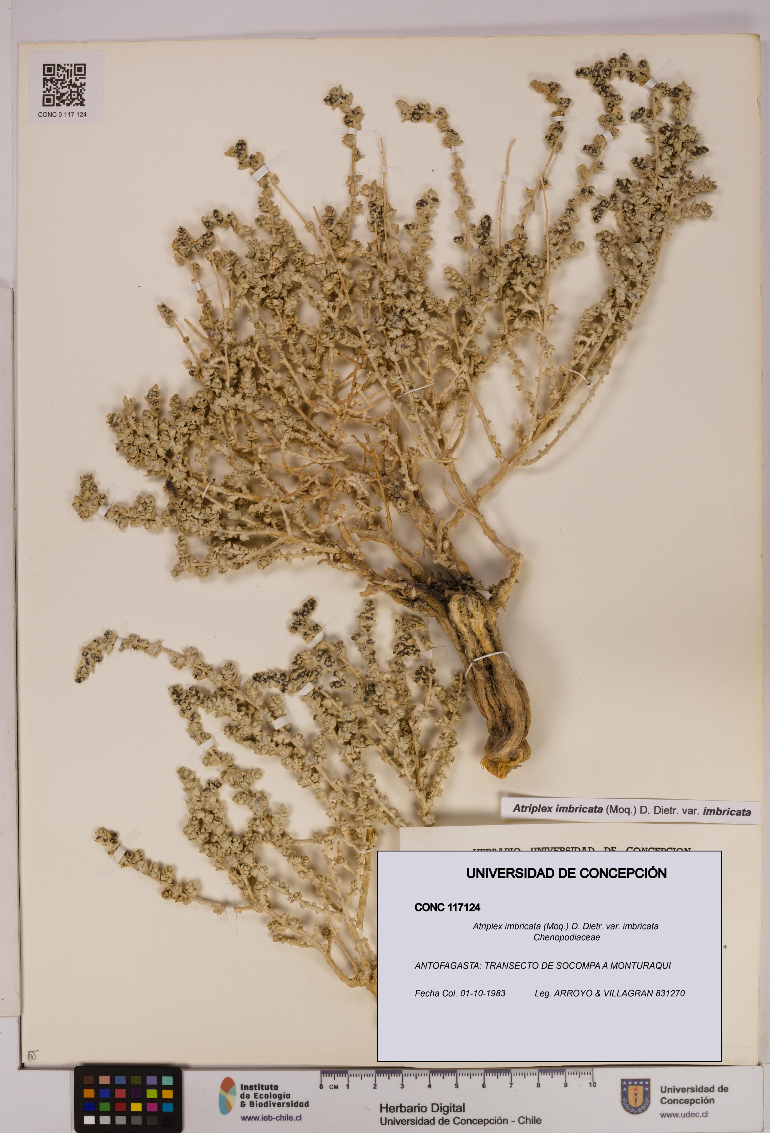 Atriplex imbricata [Espécimen: UDEC:CONC:0117124]