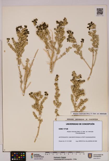 Atriplex imbricata [Espécimen: UDEC:CONC:0117125]