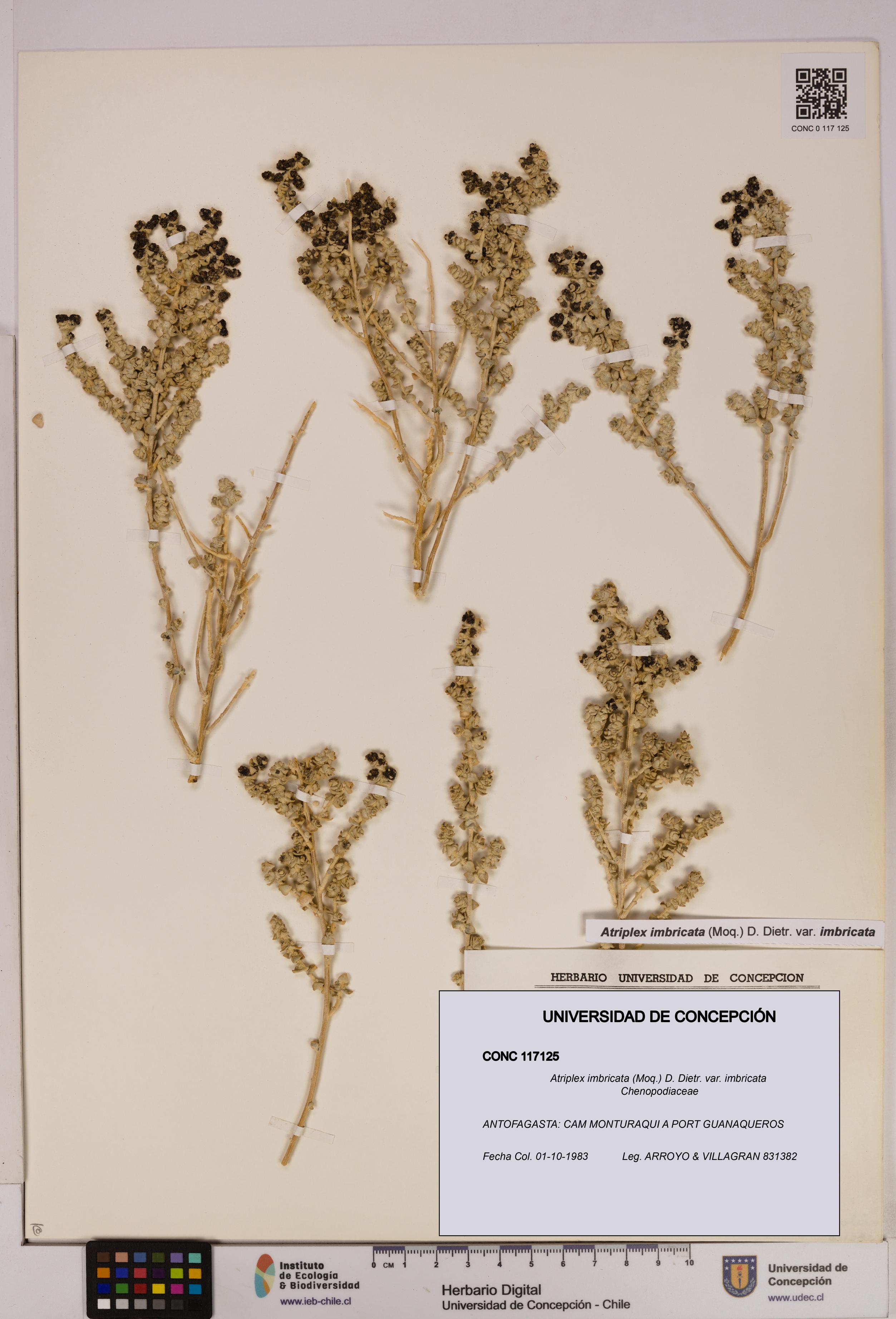 Atriplex imbricata [Espécimen: UDEC:CONC:0117125]