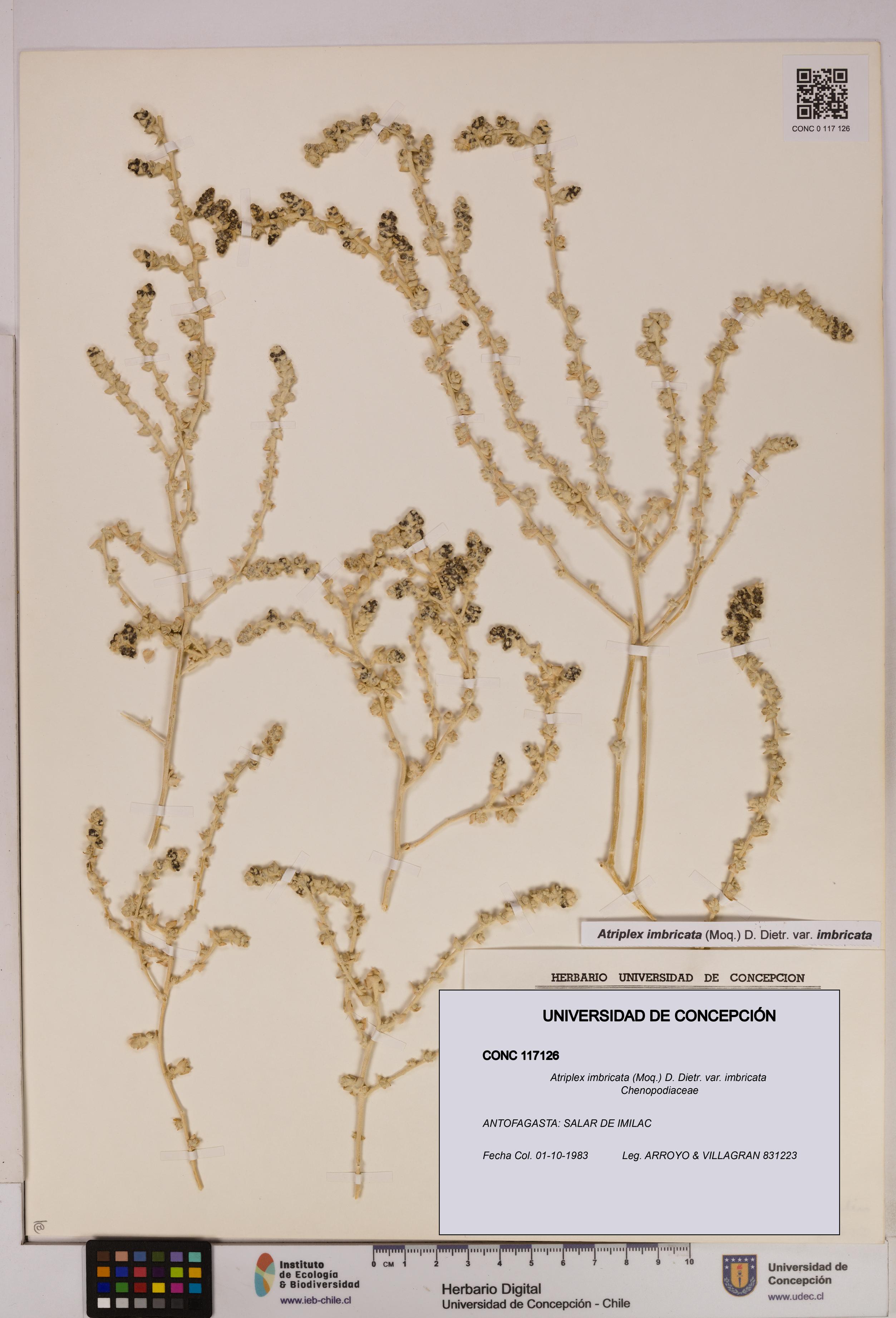 Atriplex imbricata [Espécimen: UDEC:CONC:0117126]