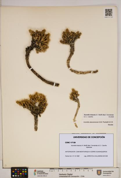 Azorella trisecta [Espécimen: ]