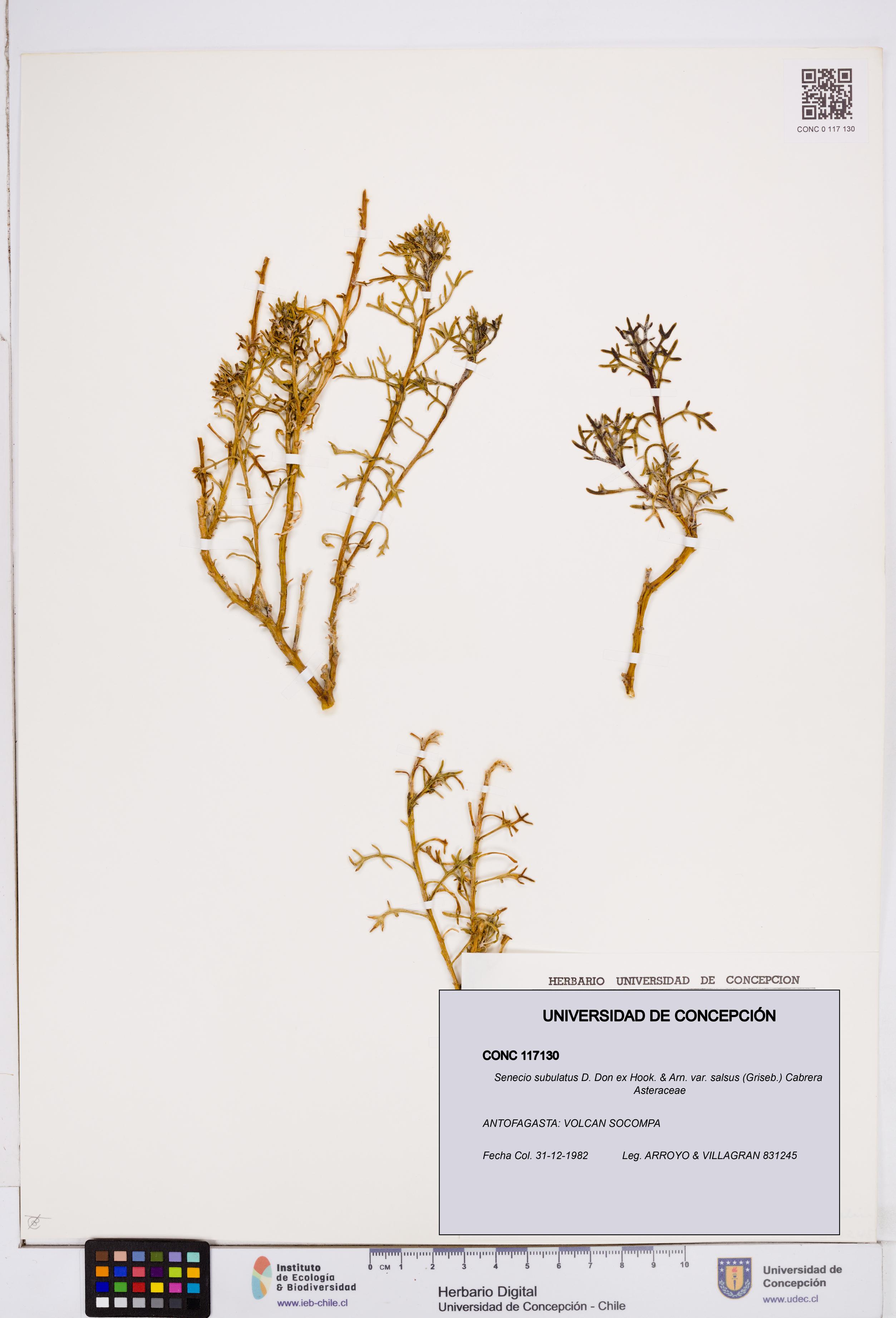 Senecio subulatus [Espécimen: ]