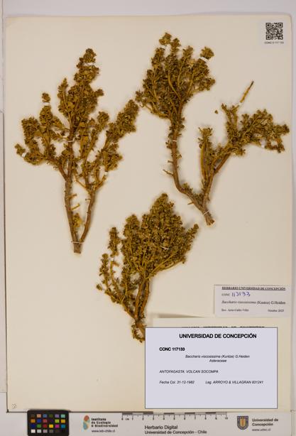 Baccharis tola [Espécimen: UDEC:CONC:0117133]