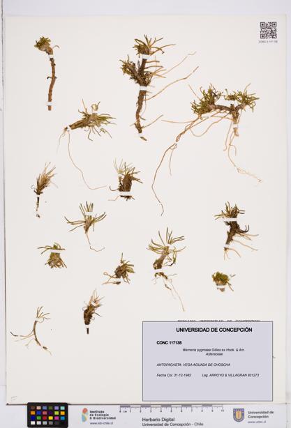 Werneria pygmaea [Espécimen: ]