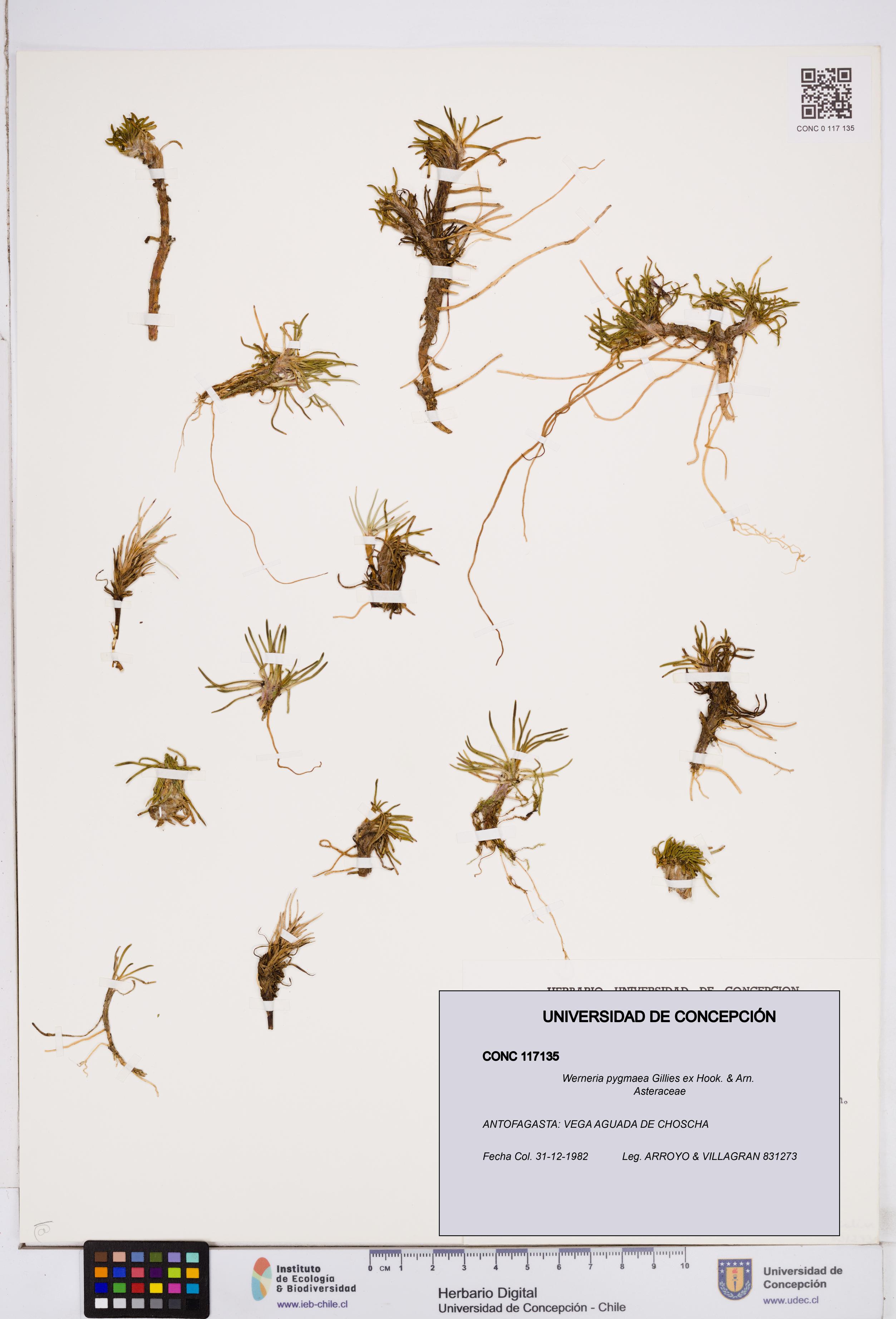 Werneria pygmaea [Espécimen: ]