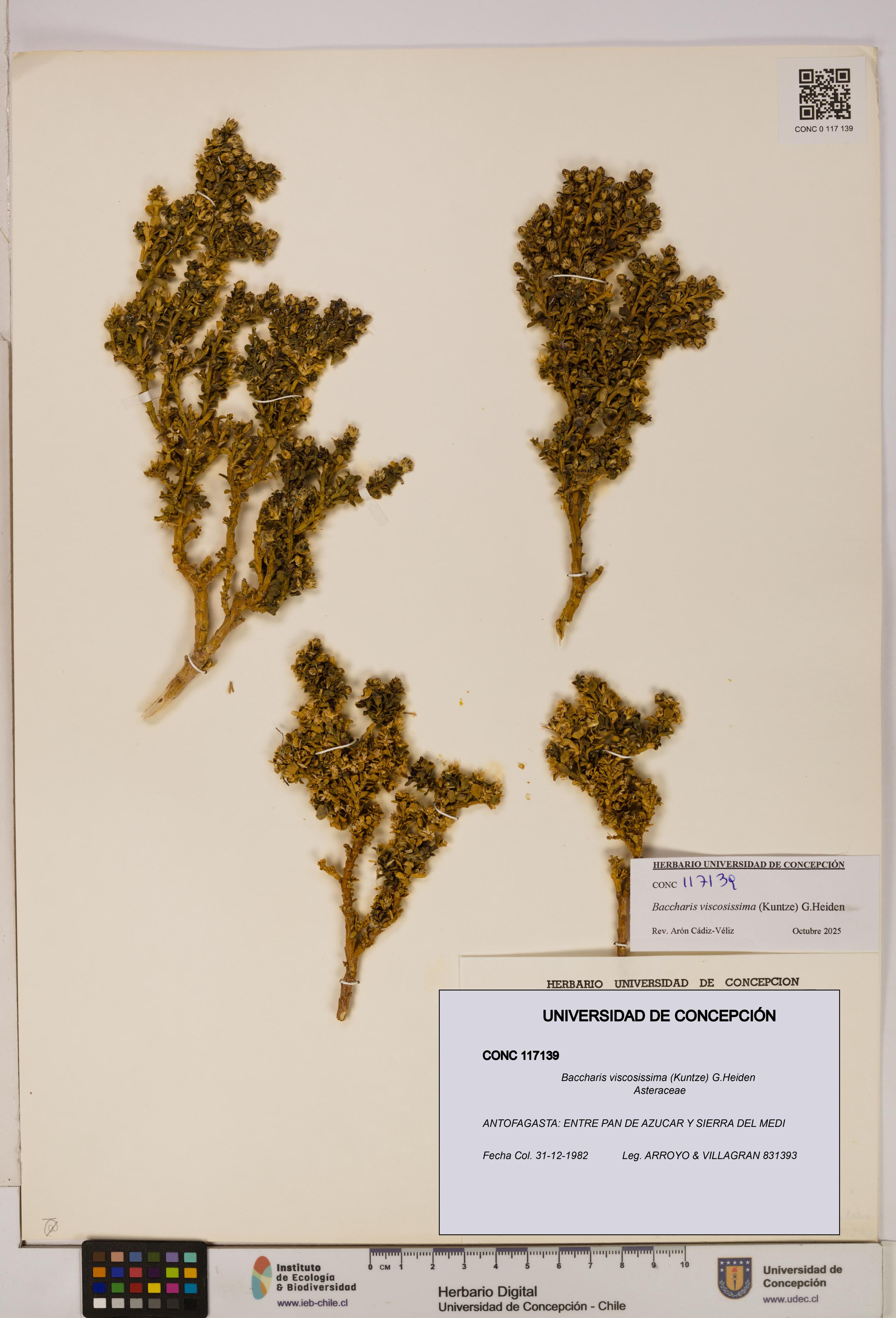 Baccharis tola [Espécimen: UDEC:CONC:0117139]