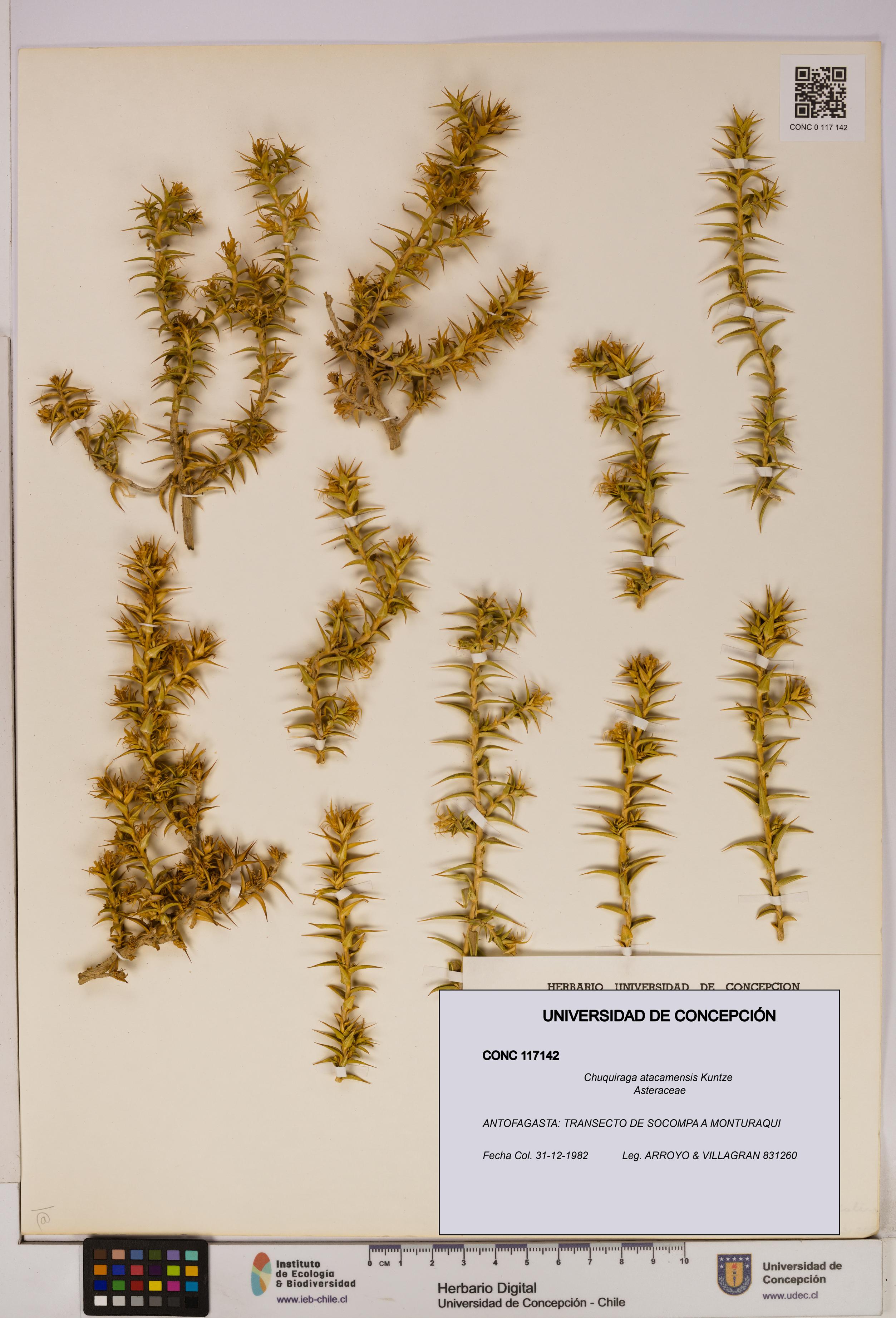 Chuquiraga atacamensis [Espécimen: UDEC:CONC:0117142]