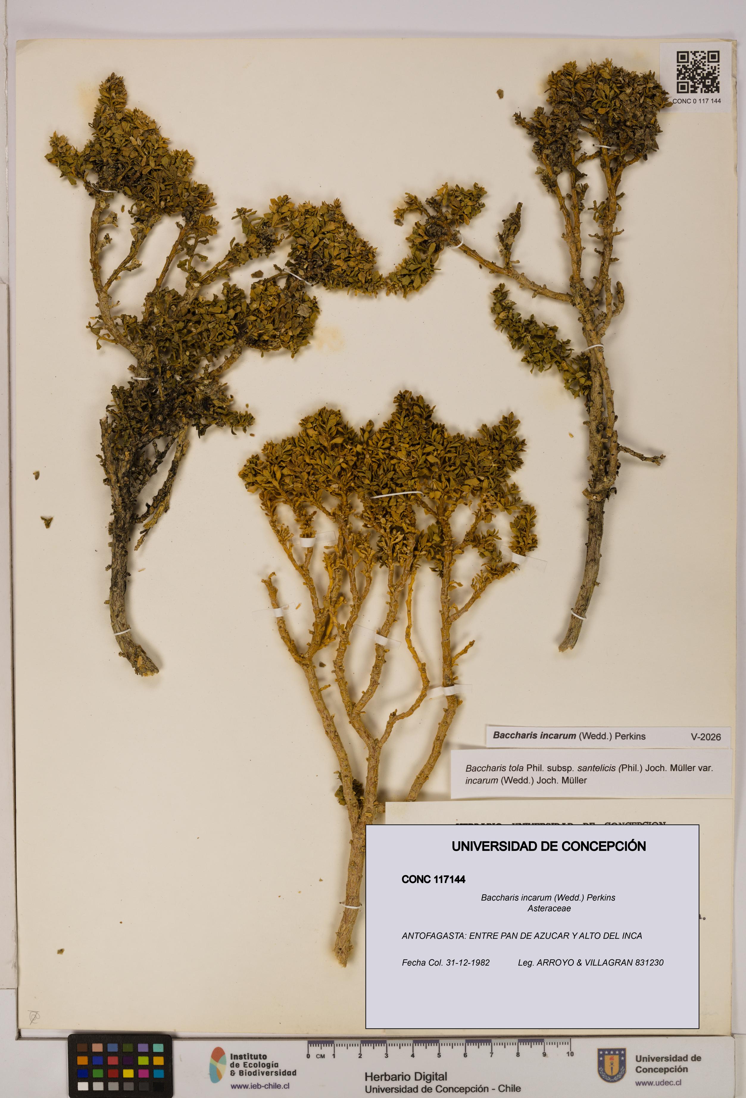 Baccharis incarum [Espécimen: UDEC:CONC:0117144]
