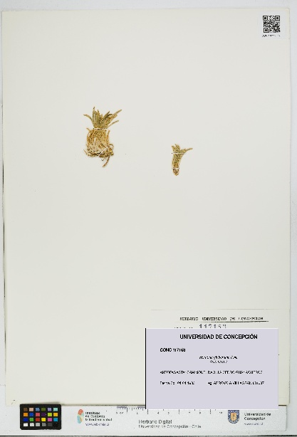 Werneria glaberrima [Espécimen: UDEC:CONC:0117153]