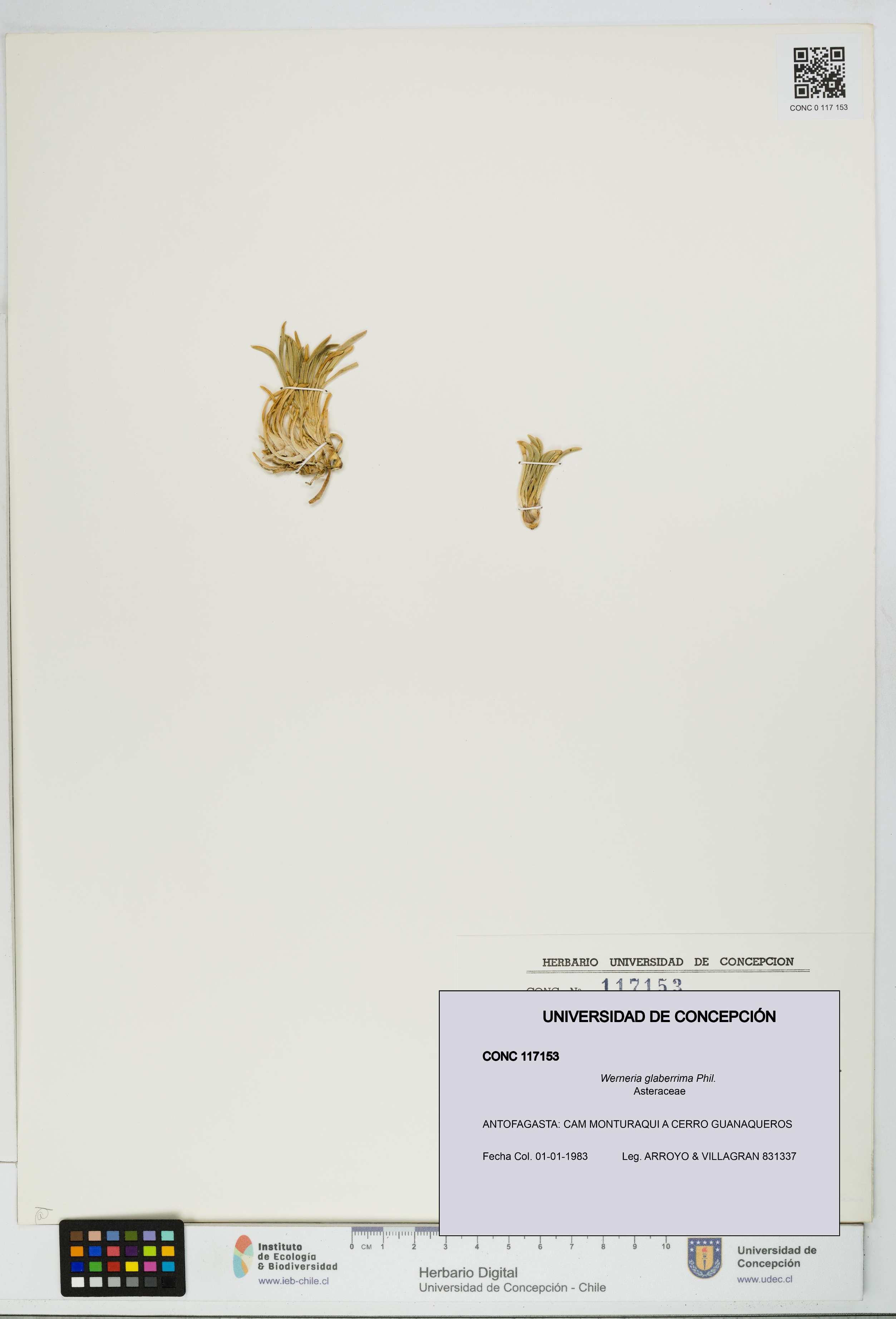 Werneria glaberrima [Espécimen: UDEC:CONC:0117153]