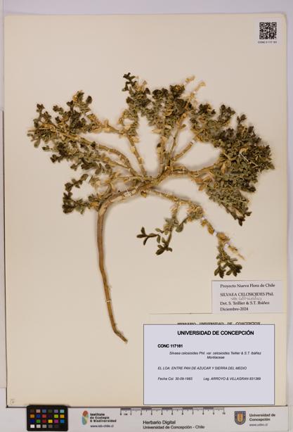 Silvaea celosioides var. celosioides [Espécimen: UDEC:CONC:0117161]