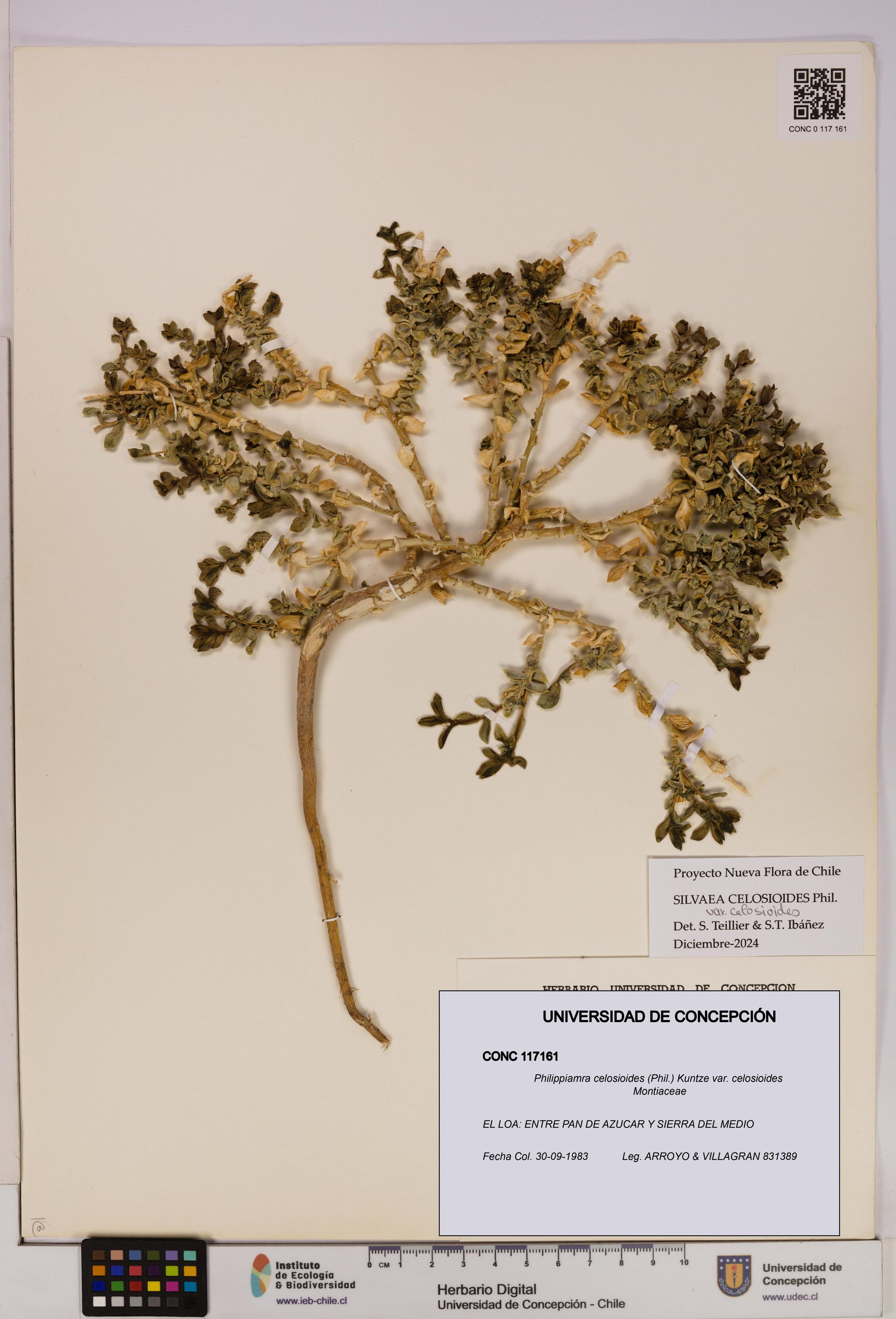 Philippiamra celosioides [Espécimen: ]