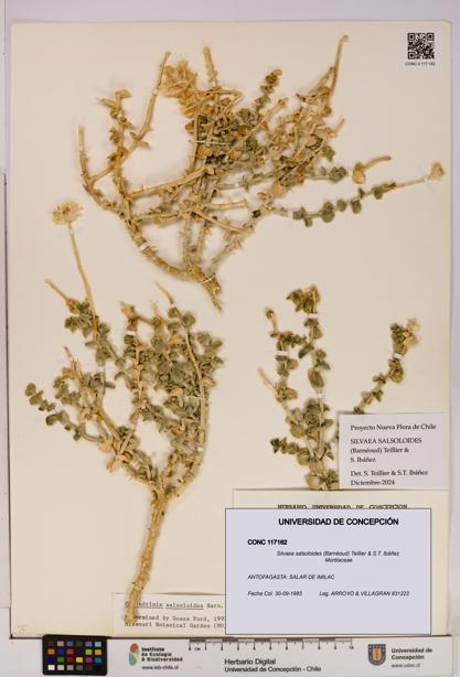 Silvaea salsoloides [Espécimen: UDEC:CONC:0117162]