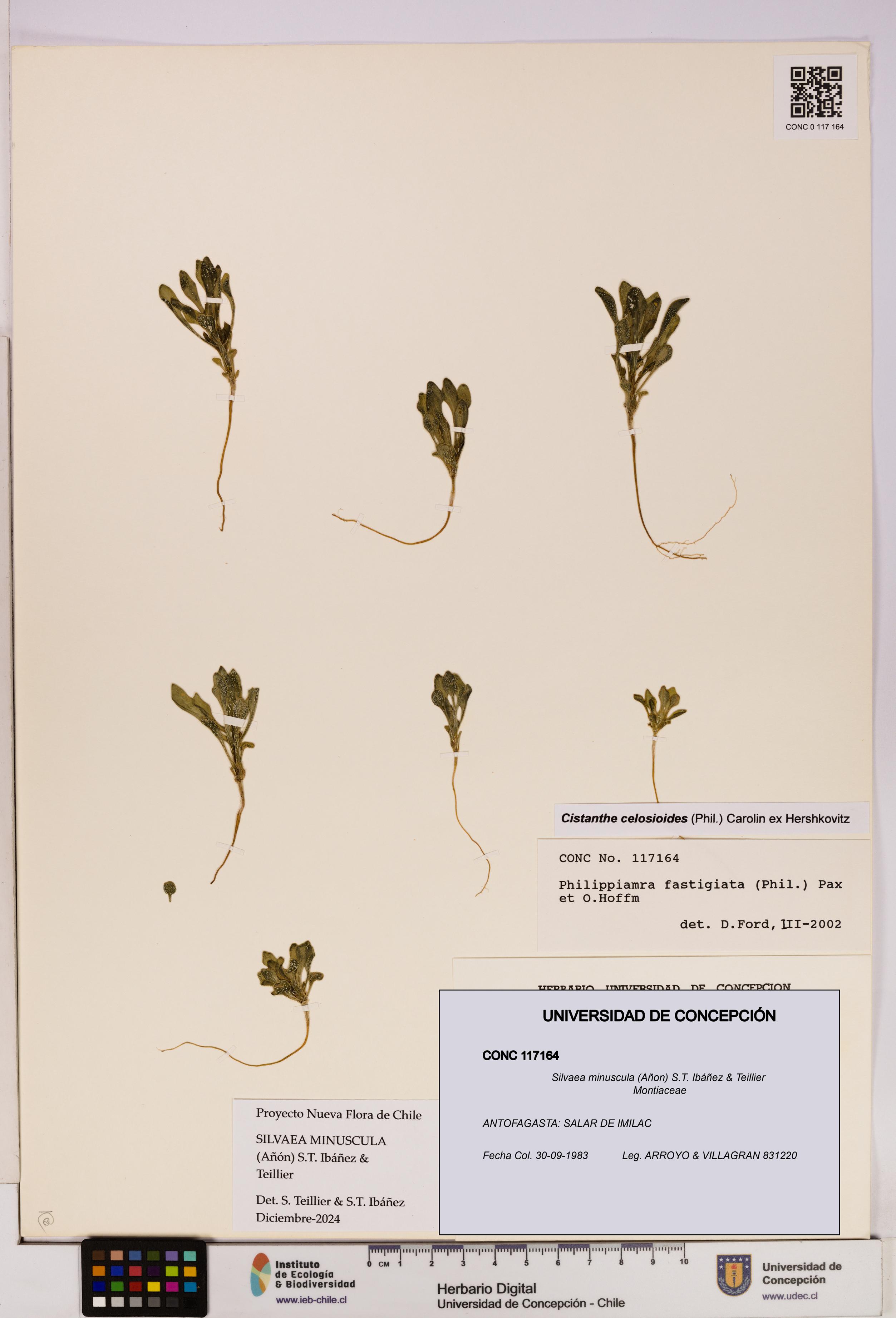 Silvaea minuscula [Espécimen: UDEC:CONC:0117164]