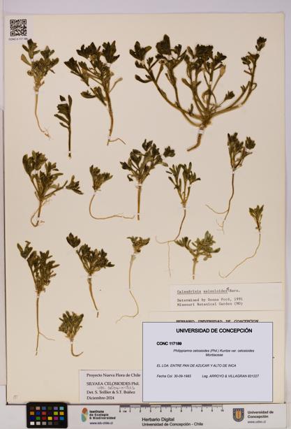 Philippiamra celosioides [Espécimen: ]