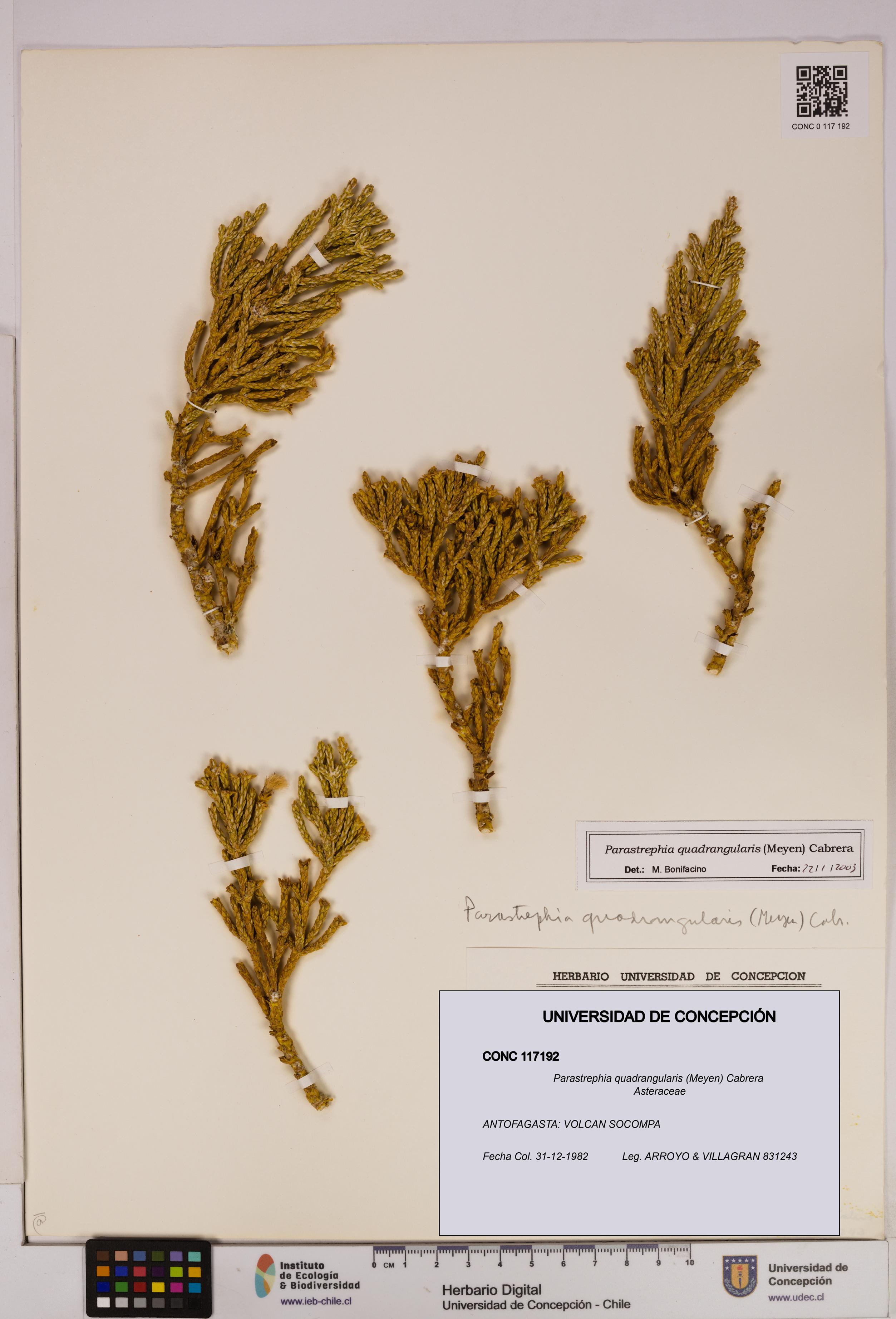 Parastrephia quadrangularis [Espécimen: UDEC:CONC:0117192]