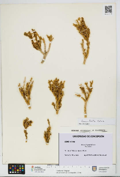 Senecio hirtus [Espécimen: UDEC:CONC:0117193]