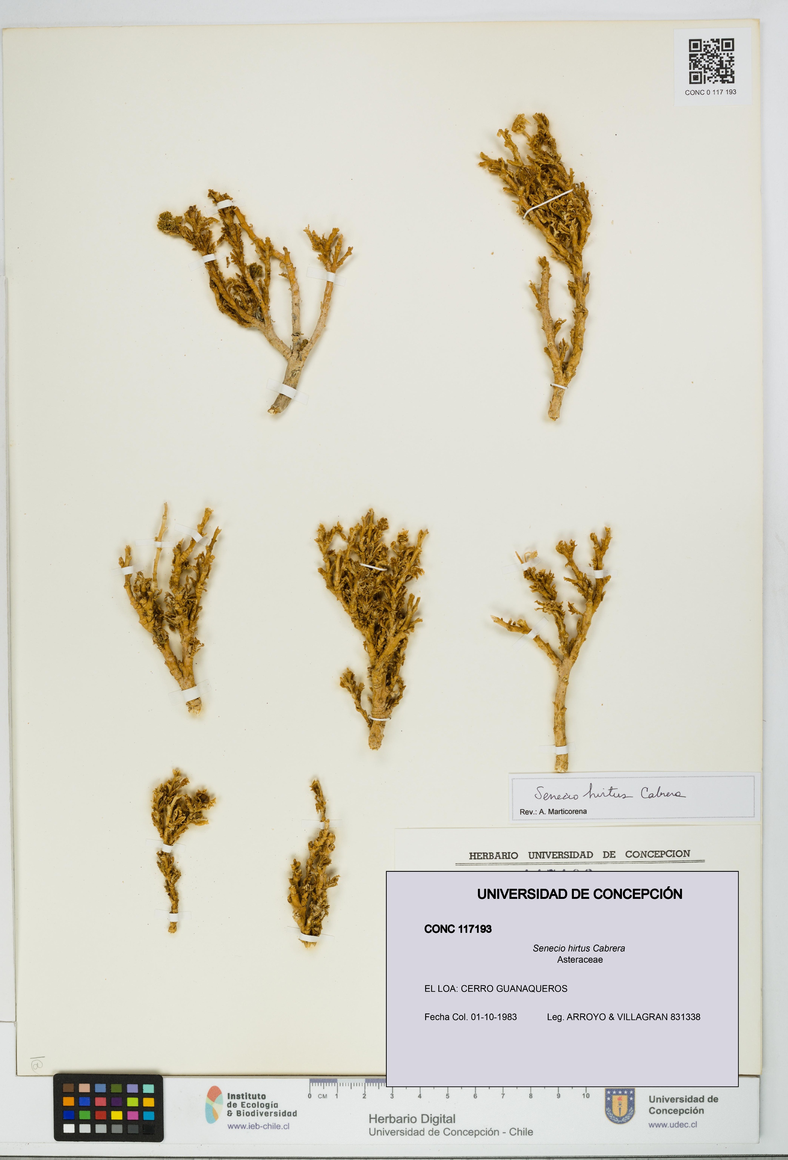 Senecio hirtus [Espécimen: UDEC:CONC:0117193]