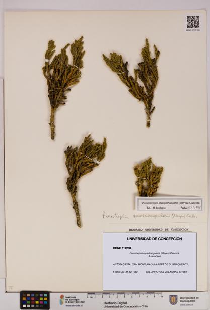 Parastrephia quadrangularis [Espécimen: UDEC:CONC:0117200]