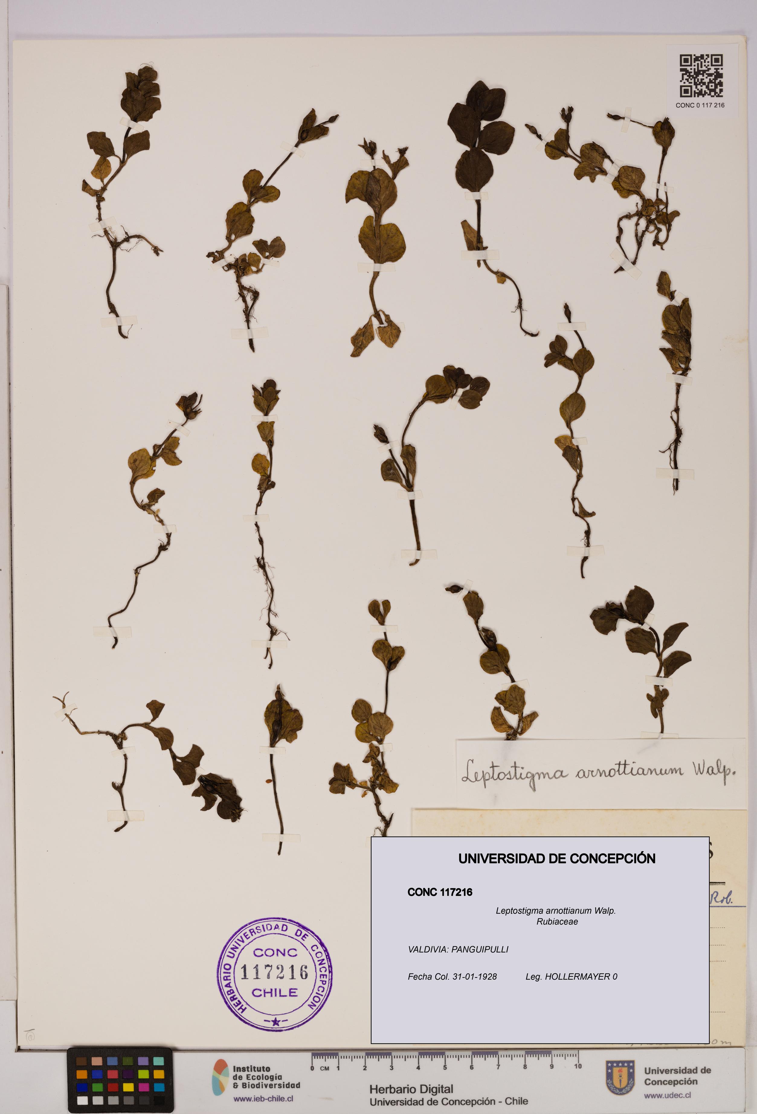 Leptostigma arnottianum [Espécimen: UDEC:CONC:0117216]