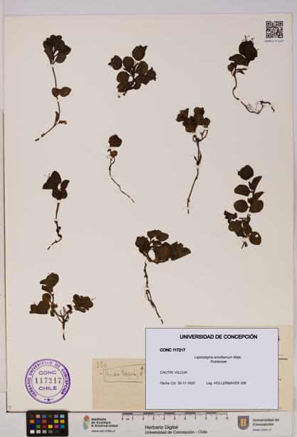 Leptostigma arnottianum [Espécimen: UDEC:CONC:0117217]