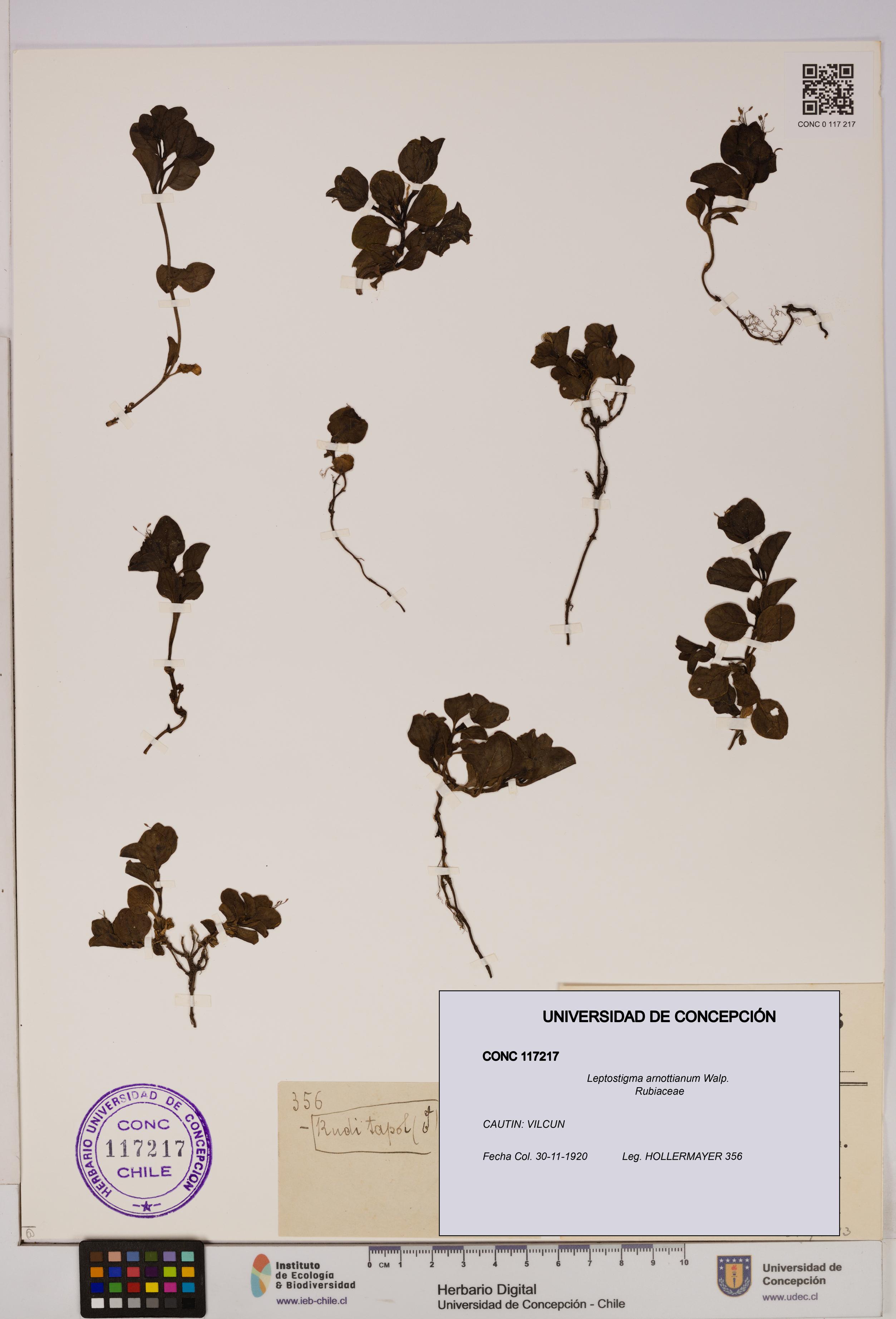 Leptostigma arnottianum [Espécimen: UDEC:CONC:0117217]