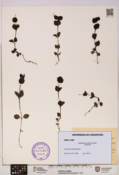 Leptostigma arnottianum [Espécimen: UDEC:CONC:0117237]