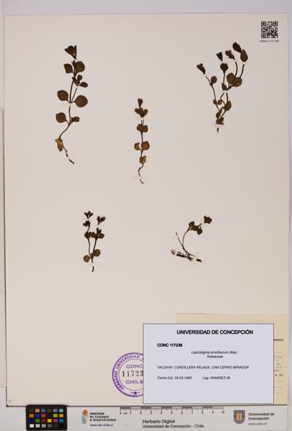 Leptostigma arnottianum [Espécimen: UDEC:CONC:0117238]