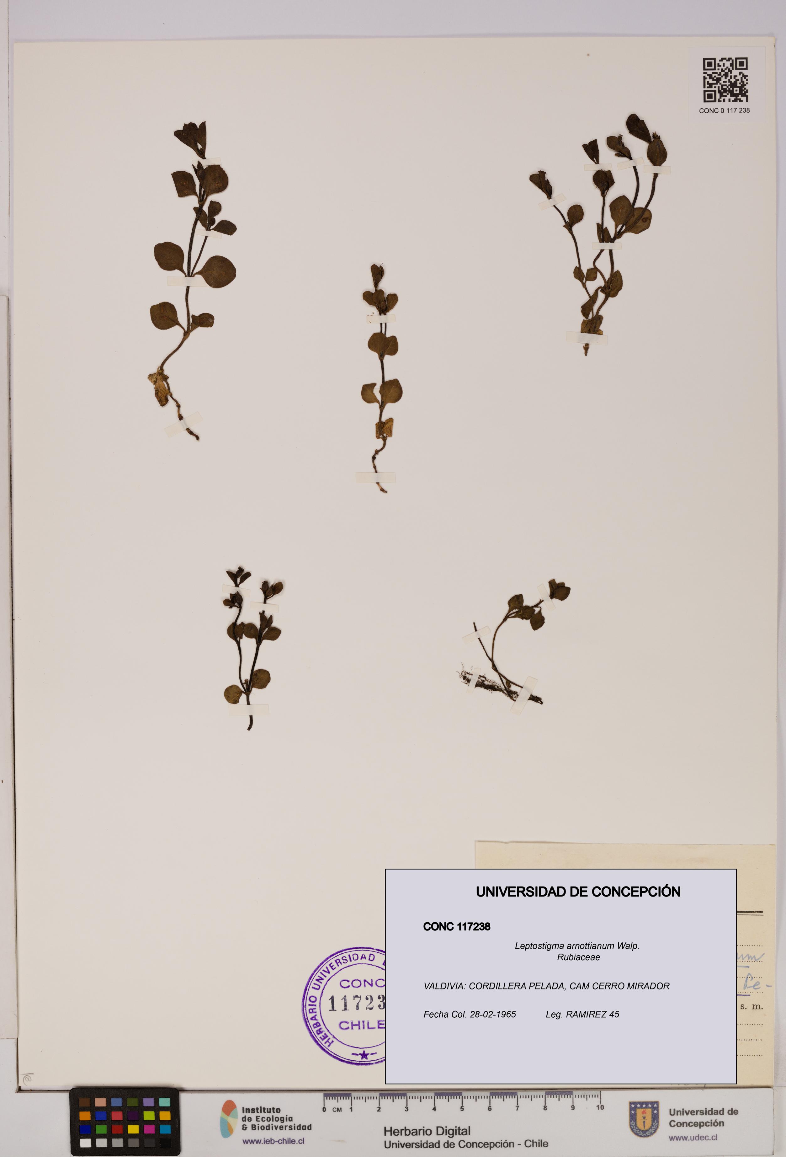 Leptostigma arnottianum [Espécimen: UDEC:CONC:0117238]