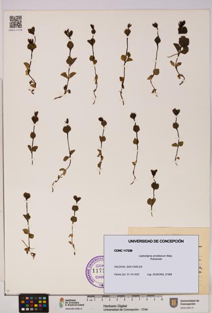 Leptostigma arnottianum [Espécimen: UDEC:CONC:0117239]